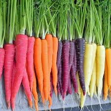 Image result for carrot