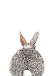 Poster Panosundaki Pin