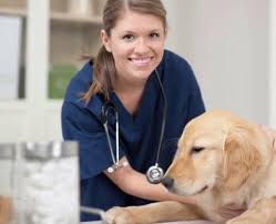 What are the duties of a veterinary assistant? Veterinary Assistant Technician Salary College Learners