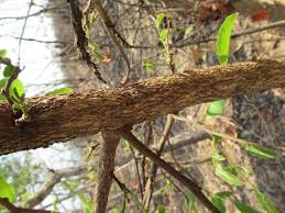 Image result for Philenoptera