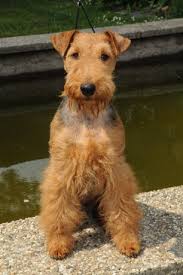 Image result for velšteriér