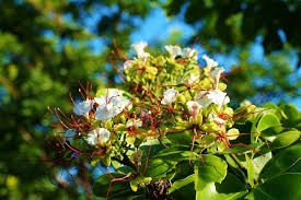 Image result for Intsia