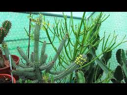 Image result for Euphorbia persistentifolia