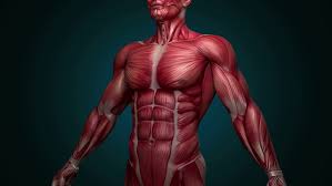 We did not find results for: Automation And The Body Inputs And Outputs Vs Senses And Muscles Advanced Regenerative Manufacturing Institute