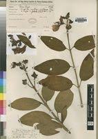 Image result for Dissotis melleri