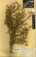 Image result for Pegolettia senegalensis