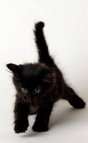 White black kitten black white kitten white background texture season holiday decoration animal brown glass red cat nature seasonal isolated traces of high definition picture xmas christmas. Black Kitten Baby Katzen Tiere Katzen