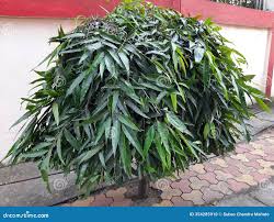 Image result for Monoon longifolium