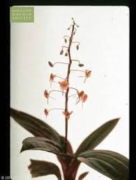 Image result for Malaxis