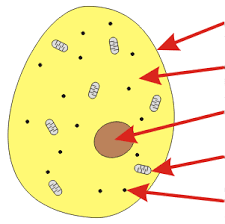 Ideal for use in the classroom, student learning or general knowledge. Cells Mrcorfe Com