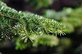 So wird das fest in diesem jahr besonders schön und gemütlich. Bio Weihnachtsbaume 2020 Alle Verkaufsstellen In Deutschland