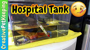 Bettafish Hospital Tank Setup Sick Fish Betta Fish Animal Gifs Betta