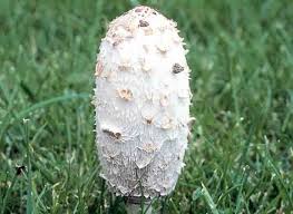 Un Champignon De Saison Le Coprin Chevelu Champignon Reconnaitre Les Champignons Cueillette Champignon