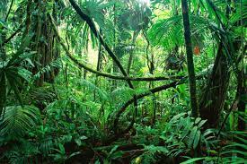 Ayahuasca Slingerplant Van De Ziel Jungle Images Rainforest Plants African Jungle