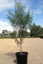 Image result for Acacia melanoxylon