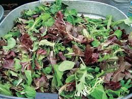 Check spelling or type a new query. Lettuce Mesclun Mix T T Seeds