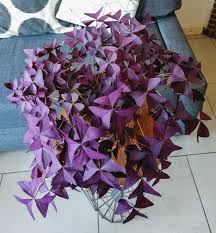 Oxalis Triangularis Vivace Depoter Si Besoin Au Printemps Engrais Liquide 1x Mois Pendant La Periode De Croissance Arroser Moyennement En Ete Tres Pe