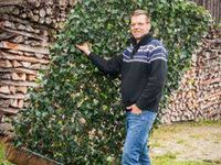 Immergrune Hecken Aus Efeu Heckenpflanzen Efeu Direkt Zum Einsetzen Pflegeleicht Und Blickdicht Efeuhecke Heckenpflanzen Garten Landschaftsbau