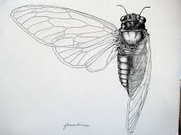 Related Pictures Animals Illustrations By Iain Funny Strange Pictures Felidae Images Pictures Photos Scientific Illustration Scientific Drawing Insect Art