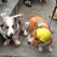 Halloween Corgi Strut event in Venice, FL