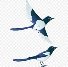This original drawing illustration was drawn with the professional pencils on smooth beige paper. Eurasian Magpie Bird Swallow House Sparrow Clip Art Png 578x800px Eurasian Magpie Beak Bird Drawing Fauna