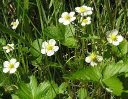 Plant strawberry runners and grow your own crop of delicious strawberries in your garden. Fragaria Vesca Wild Strawberry Identification Distribution Habitat