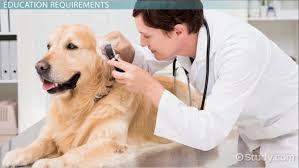 Requirements To Become A Veterinarian In The U S
