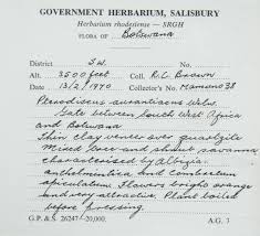 Image result for Pterodiscus aurantiacus