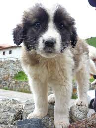Mucuchies Venezuelan Sheepdog Snowy Nevado Paramo S Dog Perro De Los Paramos Rare Dogs Dog Breeds Unusual Dog Breeds