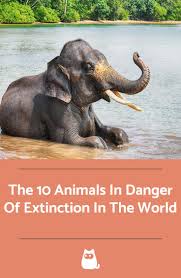 The 10 Animals In Danger Of Extinction In The World Endangered Animals Animals Extinction