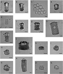 Image result for Stanfieldiella imperforata