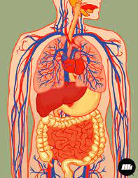 Blood flow through the human heart. Circulatory System Gifs Get The Best Gif On Gifer