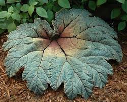 Camp Cactus Garden Art For Inside Or Outside Concrete Leaves Garden Art Unique Garden Art