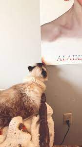 Ragdoll Cat Eating David Bowie Poster Davidbowie Cats Video In 2021 Cute Cat Cat Memes Ragdoll Cat