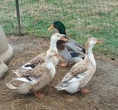 Good foragers and layers, nice meat and calm temperament. Silver Appleyard Breeding Problem Backyard Chickens Learn How To Raise Chickens