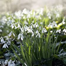 We did not find results for: 12 Best Winter Flowering Plants For Your Garden