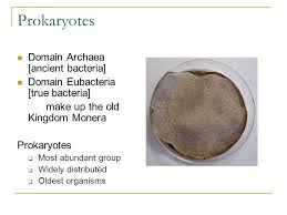 Bacterial Classification Taxonomy And Characteristics Ppt Download