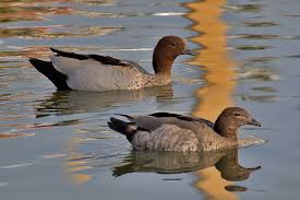 Image result for Urochloa jubata