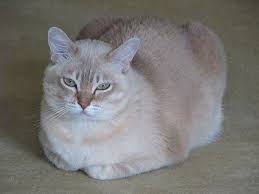 Kediler Neden Miyavlar Kedi Ansiklopedisi
