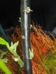 Image result for Dorstenia psilurus