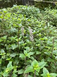 Image result for Platostoma sp. no. 2