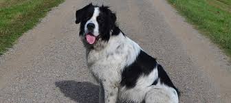 The declension of neufundländer as a table with all forms in singular (singular) and plural (plural) and in all four cases nominative (1st case), genitive (2nd case), dative (3rd case) and accusative (4th case). Neufundlander Wesen Haltung Erziehung Pflege Weitere Infos