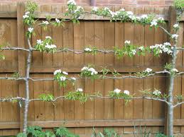 Fruit trees for small gardens. Apples Espaliered Across Fence Small Gardens Fruit Tree Garden Small Garden Design