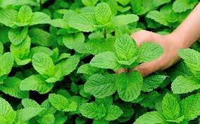 Do not harvest more than 1/3 of plant at a time. How To Harvest Mint Without Killing The Plant