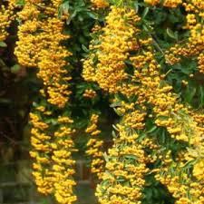Image result for Pyracantha coccinea soleil d'or