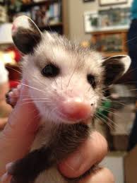 After only 13 days in the womb, the tiny babies. Baby Opossum Before Bath Baby Opossum Pet Opossum Pet Possum