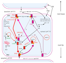 5) why do plant cells possess large sized vacuole ( 2 marks). Ijms Free Full Text The Protein Phosphatase Pp2a Plays Multiple Roles In Plant Development By Regulation Of Vesicle Traffic Facts And Questions Html