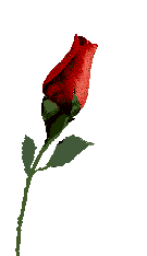 Good morning red rose hd wallpaper gif onvacations image josh. Roses Animated Gifs