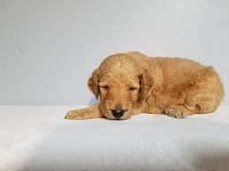 Goldendoodle · goshen, in sauer is an apricot mini goldendoodle with white markings on his chest and feet. Home Anna S Puppies