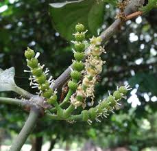 Image result for Gnetaceae